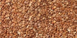 See How Nigerians Reacted As Price Of Beans Rises To ₦100K Per Bag