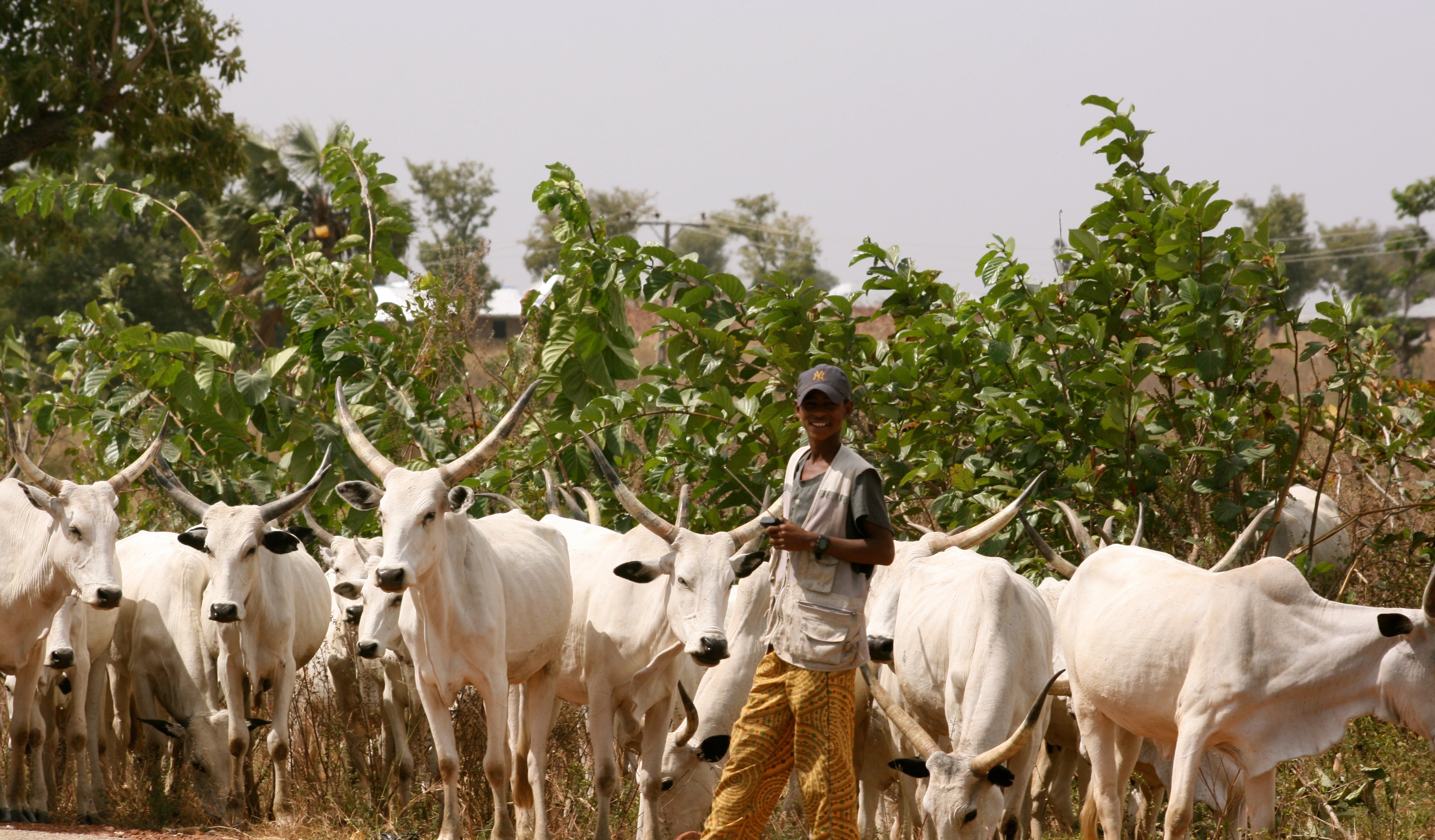 Cows Making Life Difficult For 200 Million Nigerians – Former Gov. Aspirant