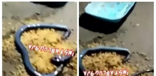 Unbelievable: Meat Inside Rice Allegedly Turns Into A Snake (Video)