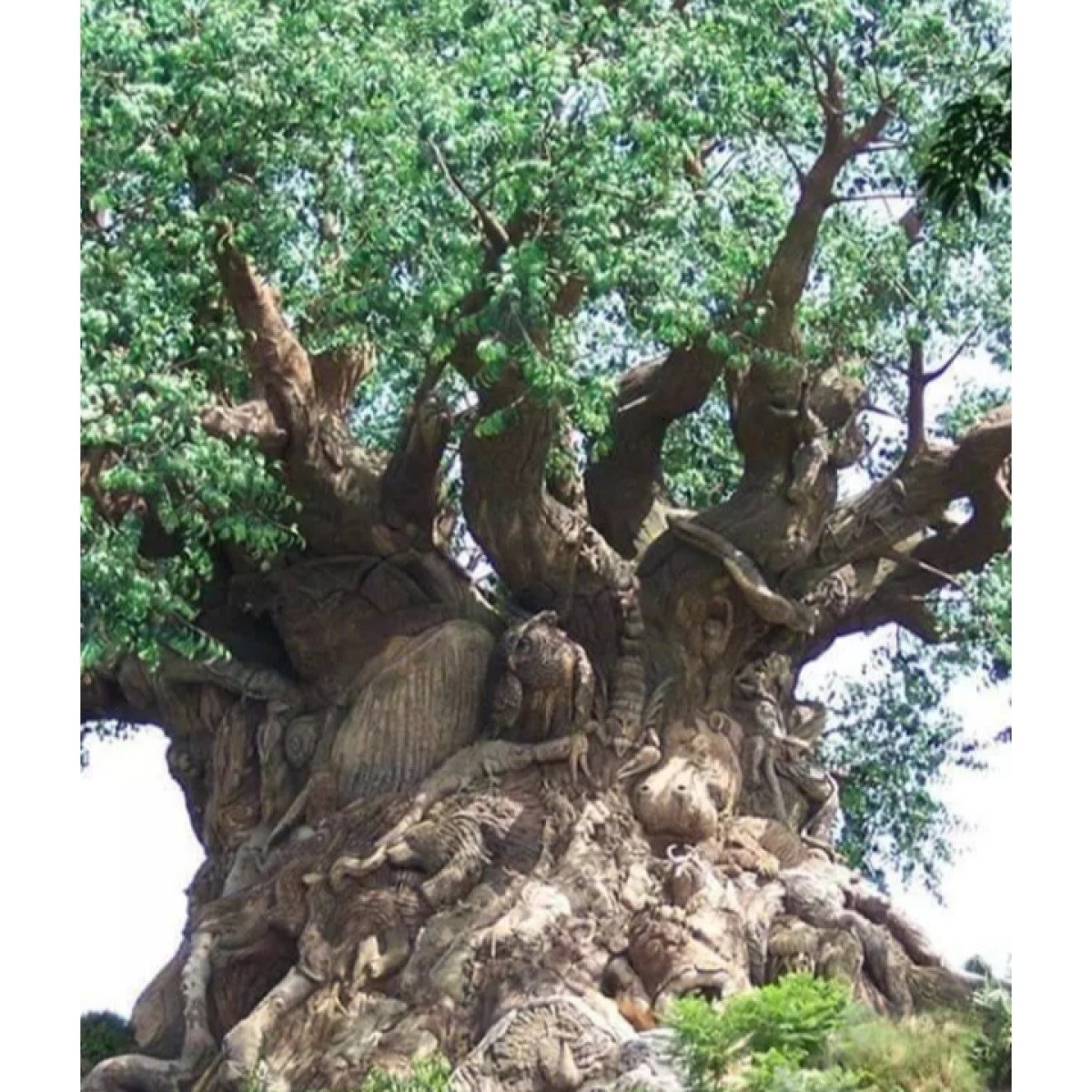 Самое долгоживущее дерево в мире