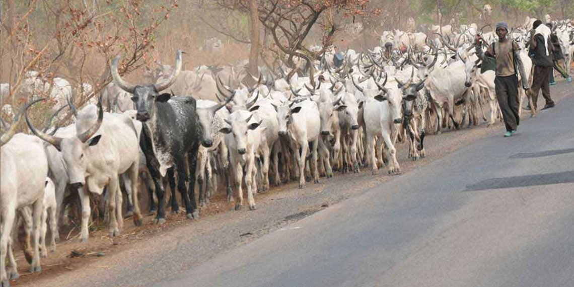 376 Cows Arrested By Benue Govt Over Open Gazing