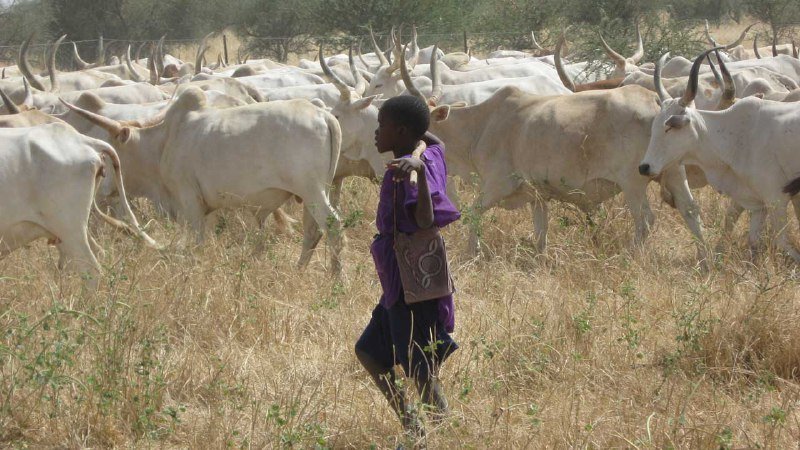 Cows Making Life Difficult For 200 Million Nigerians – Former Gov. Aspirant