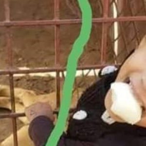 Lion Bites Off 2-Years-Old Girl's Hand In Yemen Zoo (Photos)