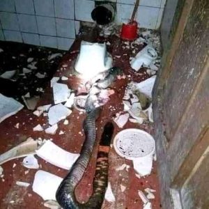 “Poo In Rubber Bag, Throw It To Next Compound” Man Suggests After Killing Snake In Toilet